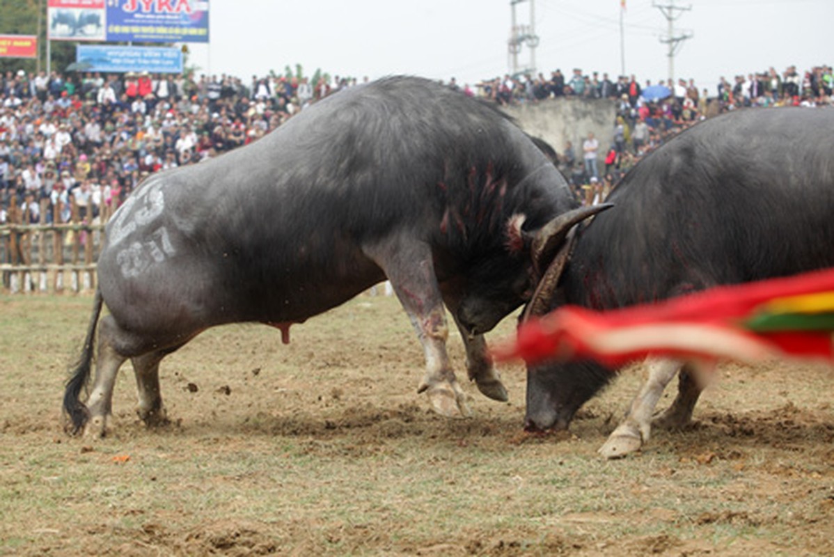 Do mau tim ngoi vuong tai le hoi choi trau co xua nhat VN-Hinh-3