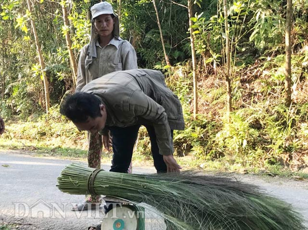 Quang Ngai: Mua “loc rung” kem vui vi mua lanh-Hinh-4