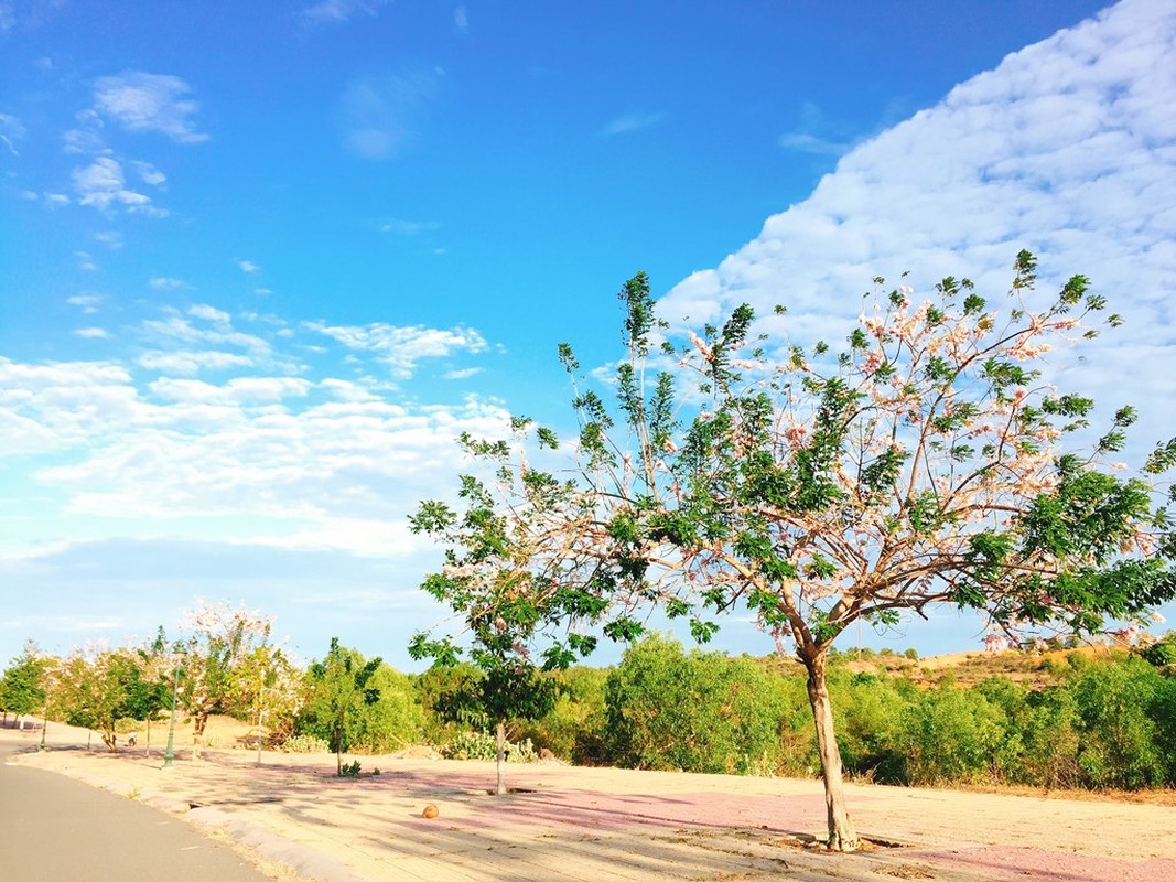 Anh: Con duong do mai tuyet dep ven bien Phan Thiet