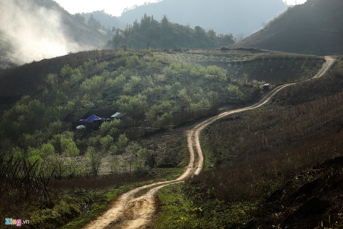 Canh Moc Chau dep nhu tranh nhung ngay dau xuan