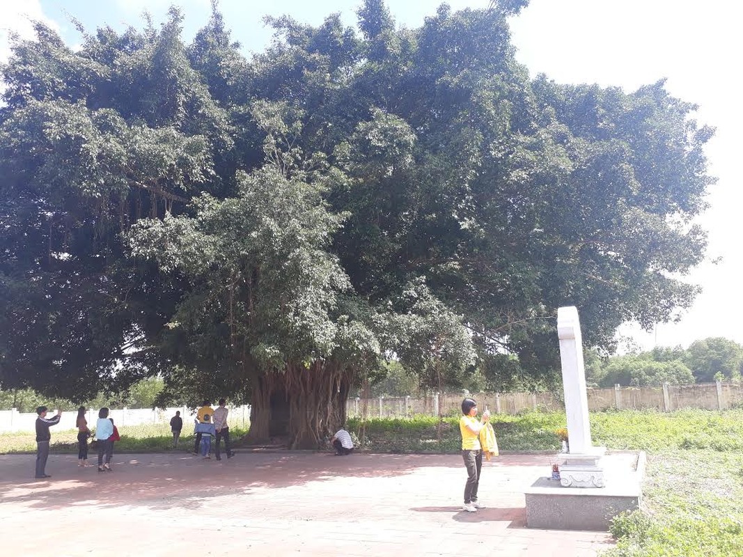 Ky bi ngoi mieu co duoc cay khong lo bao boc hang tram nam