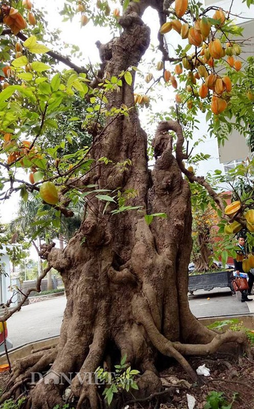 Cap khe bonsai ra qua tu goc toi dinh ngon gay sot-Hinh-3