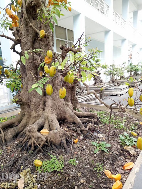 Cap khe bonsai ra qua tu goc toi dinh ngon gay sot-Hinh-6