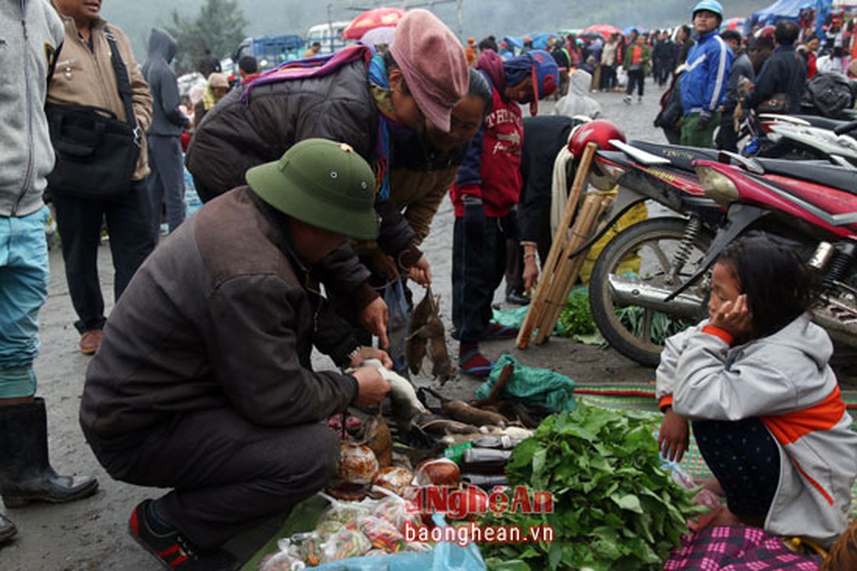 Chuot rung gia tren troi: 100.000 dong mot con-Hinh-8