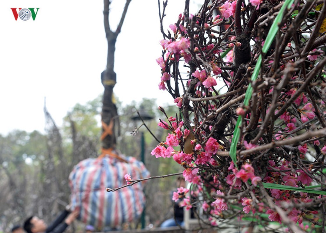 Nhung cay hoa anh dao Nhat Ban duoc chuyen ve vuon hoa Ly Thai To-Hinh-11