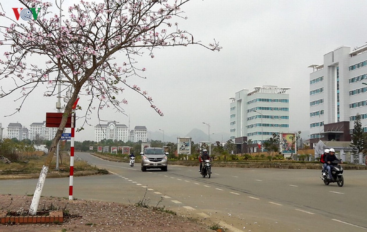 Hoa ban Tay Bac khoe sac thang Ba-Hinh-9