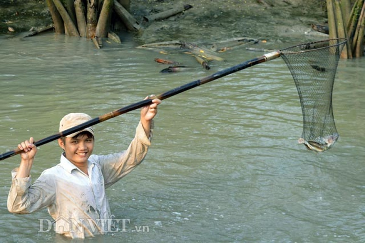 Doc dao dung re cay thuoc ca de bat ca-Hinh-4