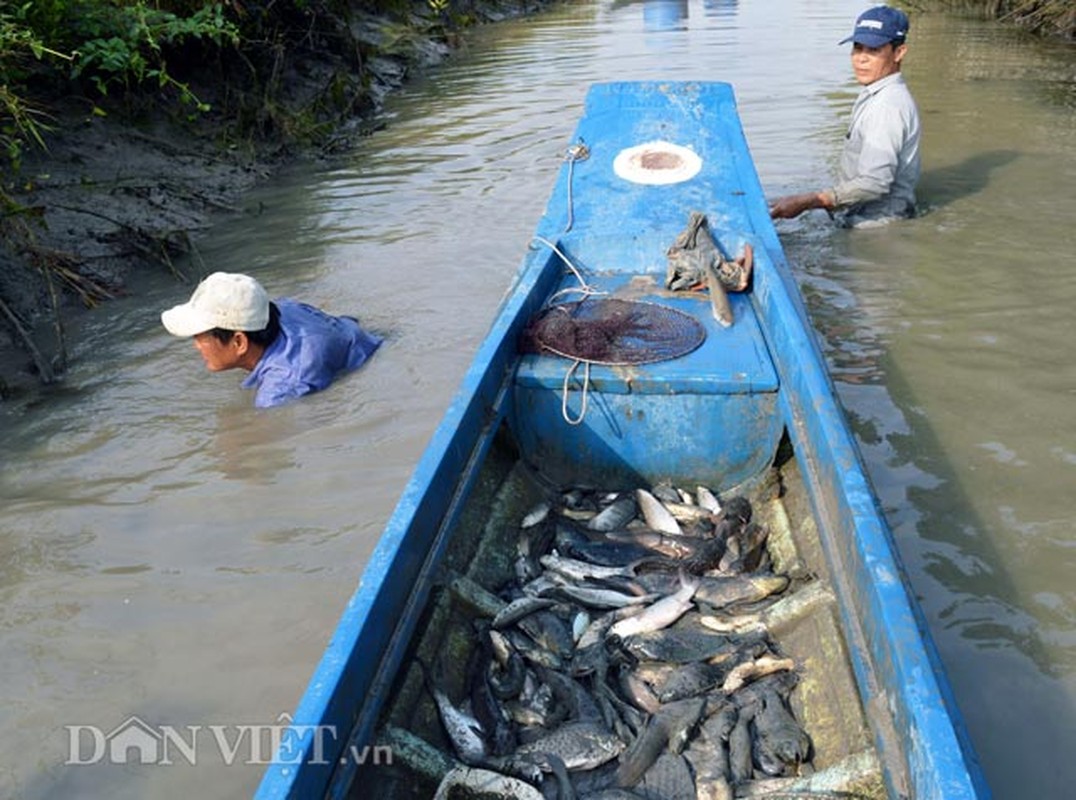 Doc dao dung re cay thuoc ca de bat ca-Hinh-8