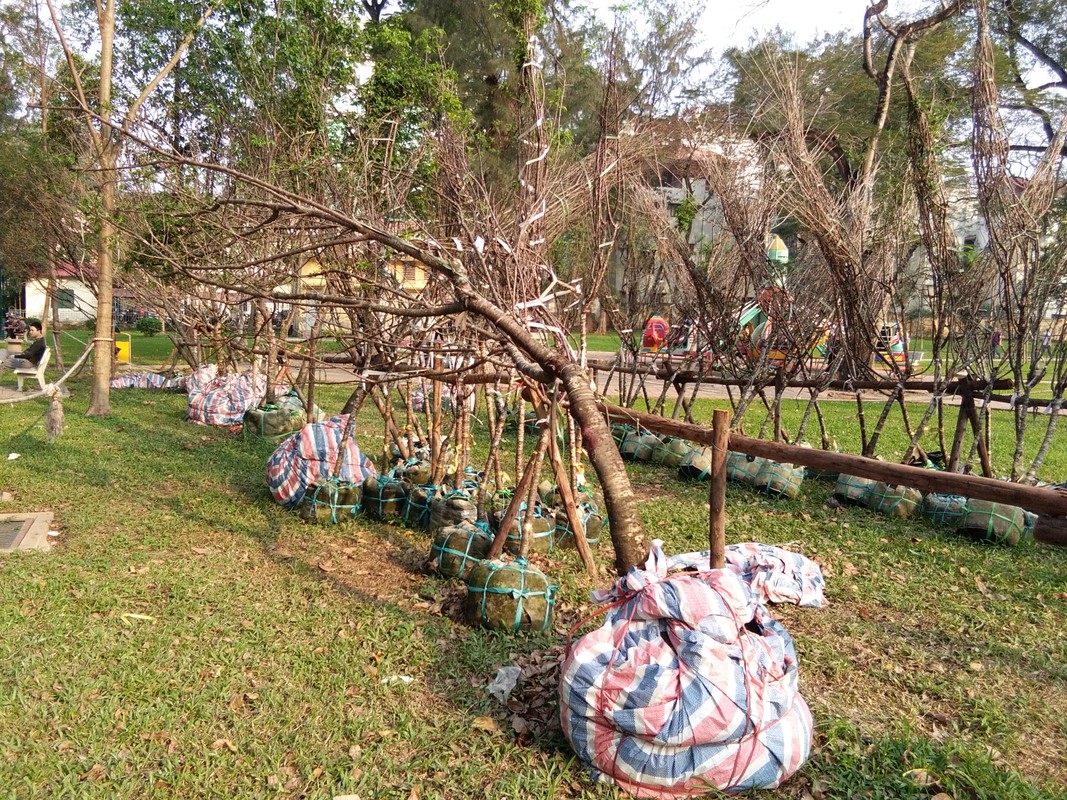 Hang tram cay anh dao nghieng nga tai cong vien Thong Nhat-Hinh-5