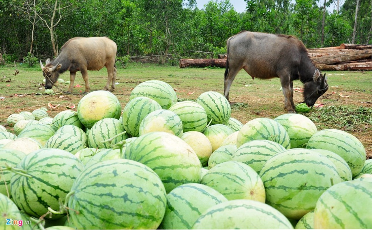 Dua hau con 1.000 dong/kg, huyen tim cach giai cuu-Hinh-5