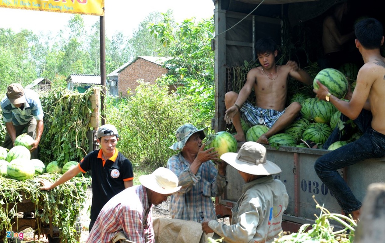 Dua hau con 1.000 dong/kg, huyen tim cach giai cuu-Hinh-8