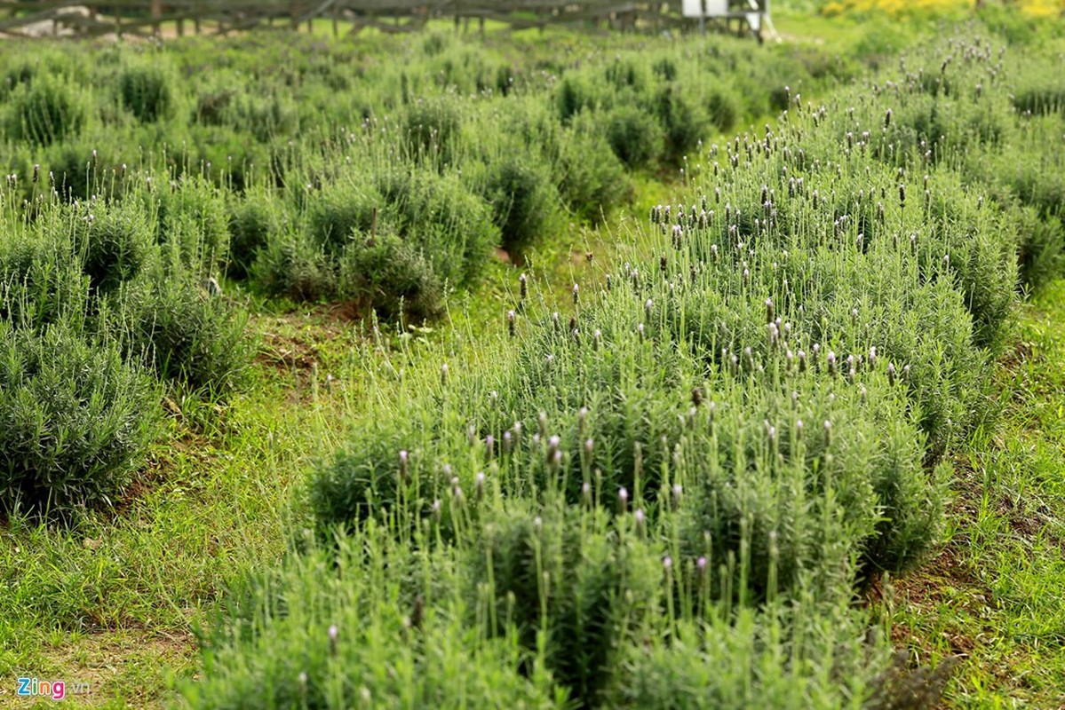 Thich mat ngam canh dong hoa lavender dau tien o Ha Noi-Hinh-2