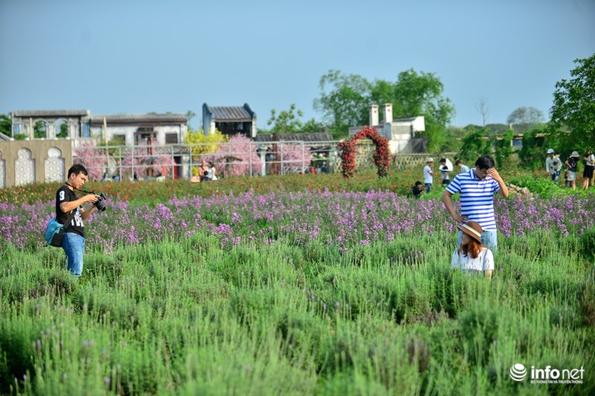 Ngam vuon hoa oai huong giua long Ha Noi-Hinh-4