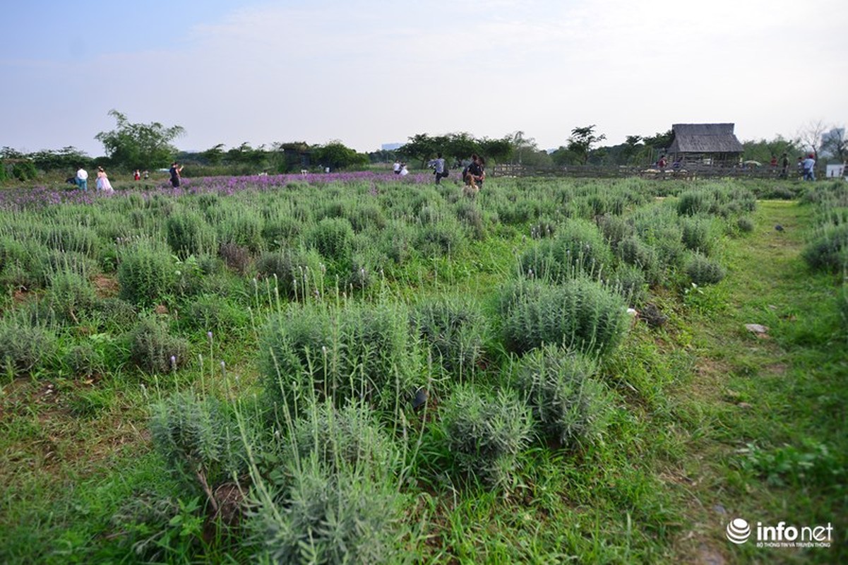 Ngam vuon hoa oai huong giua long Ha Noi