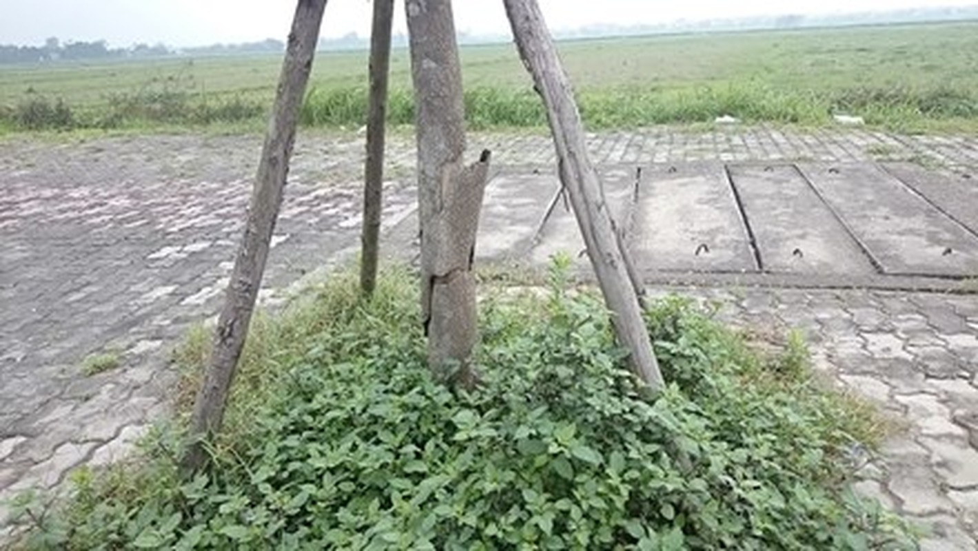 Hang cay xanh cu trong lai chet tren via he Ha Noi-Hinh-5