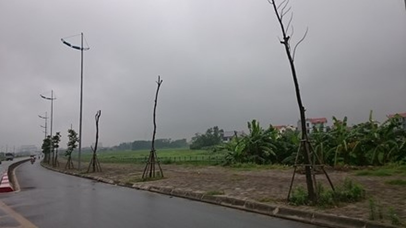 Hang cay xanh cu trong lai chet tren via he Ha Noi-Hinh-8