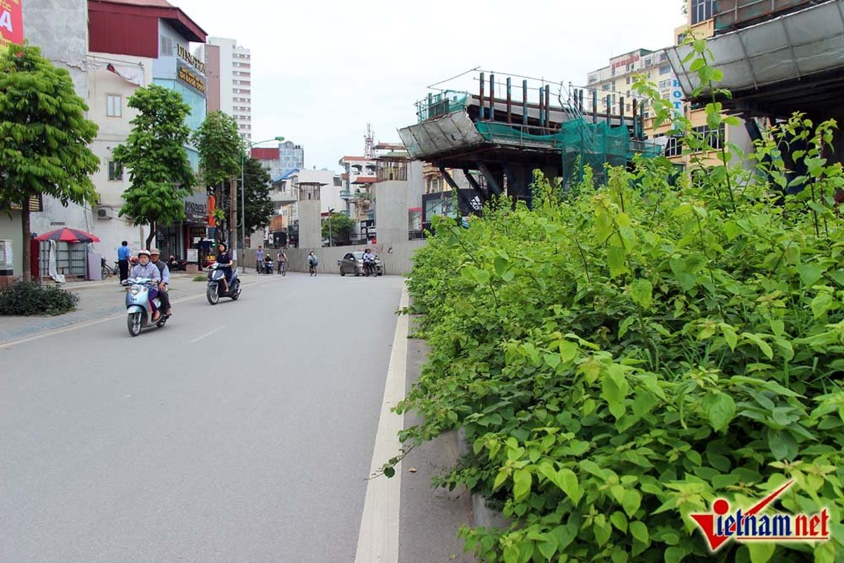 Cay dai lai moc tot um khap pho Ha Noi-Hinh-2