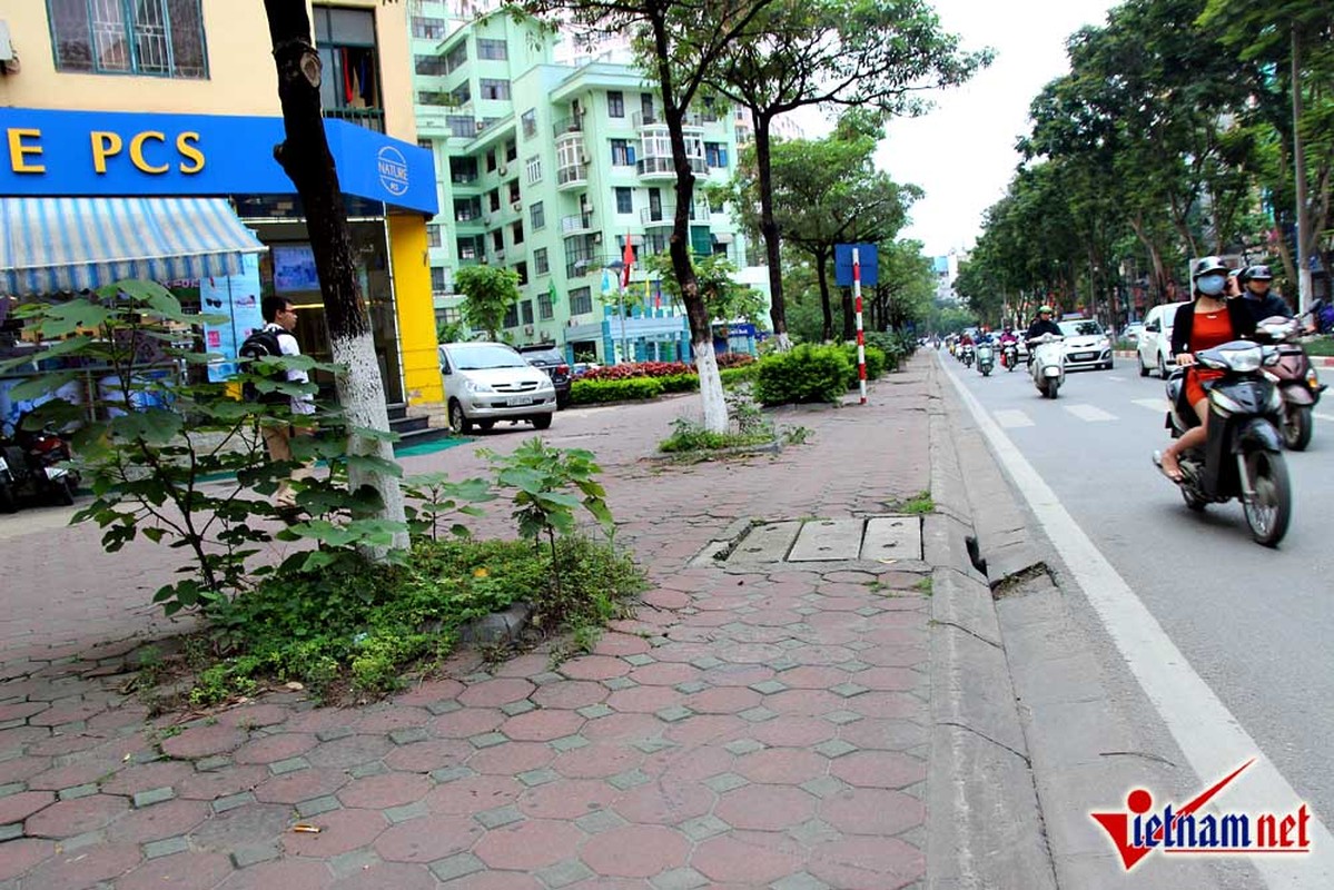 Cay dai lai moc tot um khap pho Ha Noi-Hinh-9