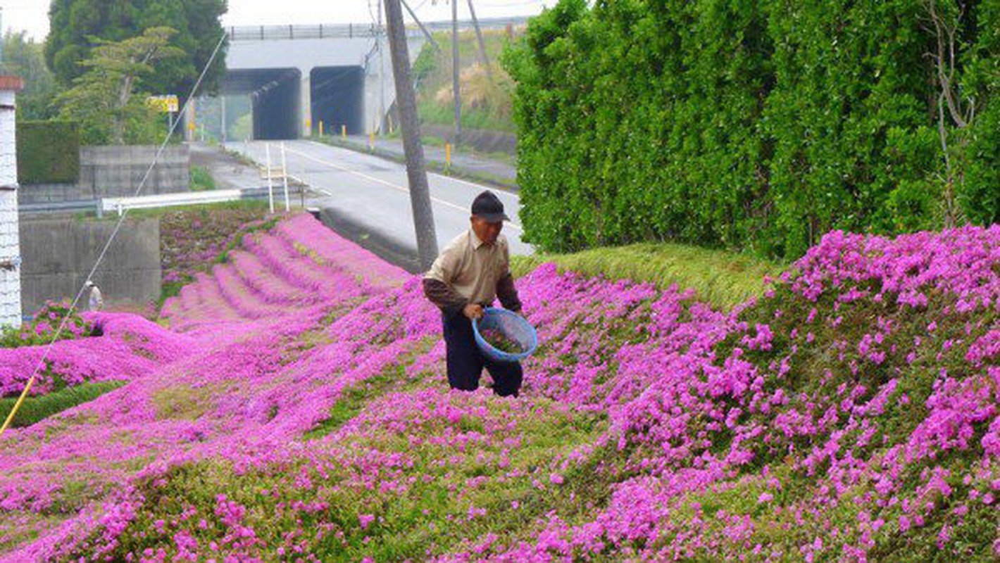 Cu ong trong ca vuon hong dep nhu co tich de vo vui-Hinh-12