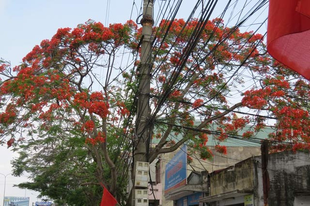 Le hoi hoa phuong do 2017: Co dien ra dung kich ban?-Hinh-9