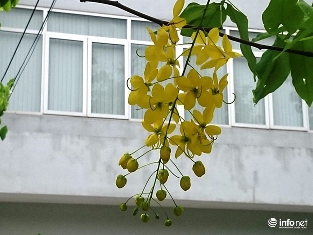 Anh: Hoa muong hoang yen vang ruc Co do Hue giua troi he-Hinh-9