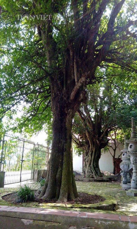 Ky bi cap ruoi co tram nam tuoi o ngoi chua noi tieng-Hinh-3