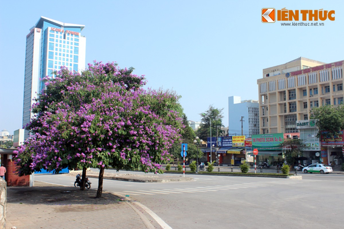 Ngam hoa bang lang phu tim troi Ha Noi-Hinh-6