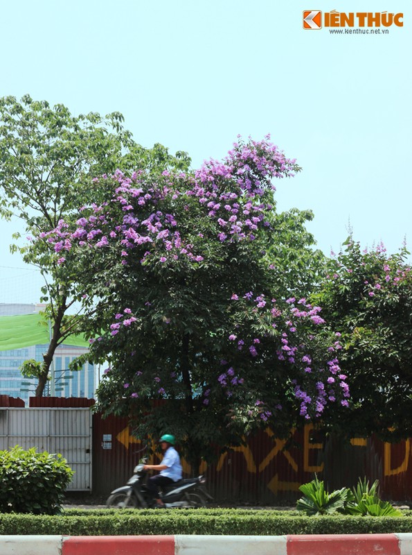 Ngam hoa bang lang phu tim troi Ha Noi