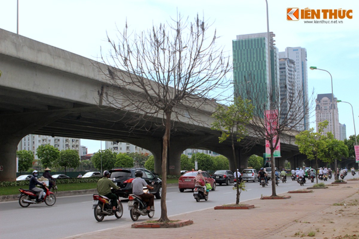 Nhieu cay xanh chet kho kho hieu tren duong Pham Hung, HN