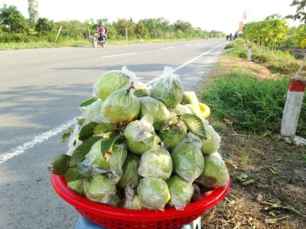 Gia oi rot tham, dan mien Tay bo oi chin day vuon-Hinh-6