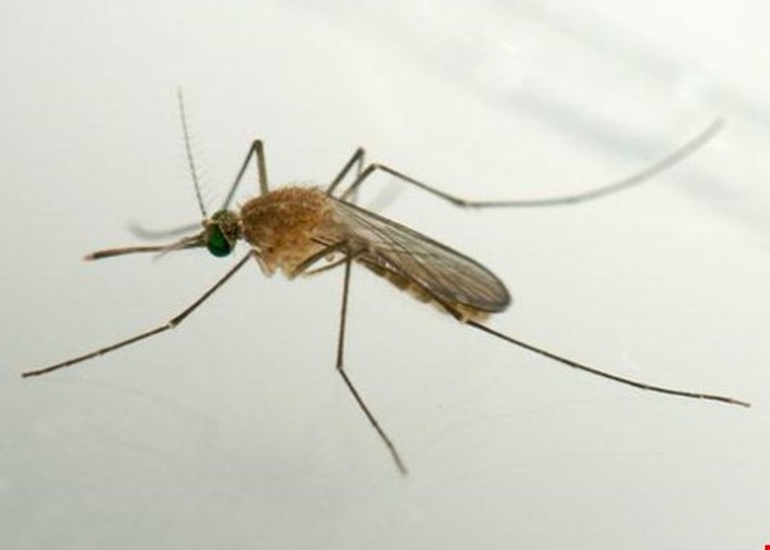 Cach lam tinh dau sa cuc de duoi muoi truyen virus Zika