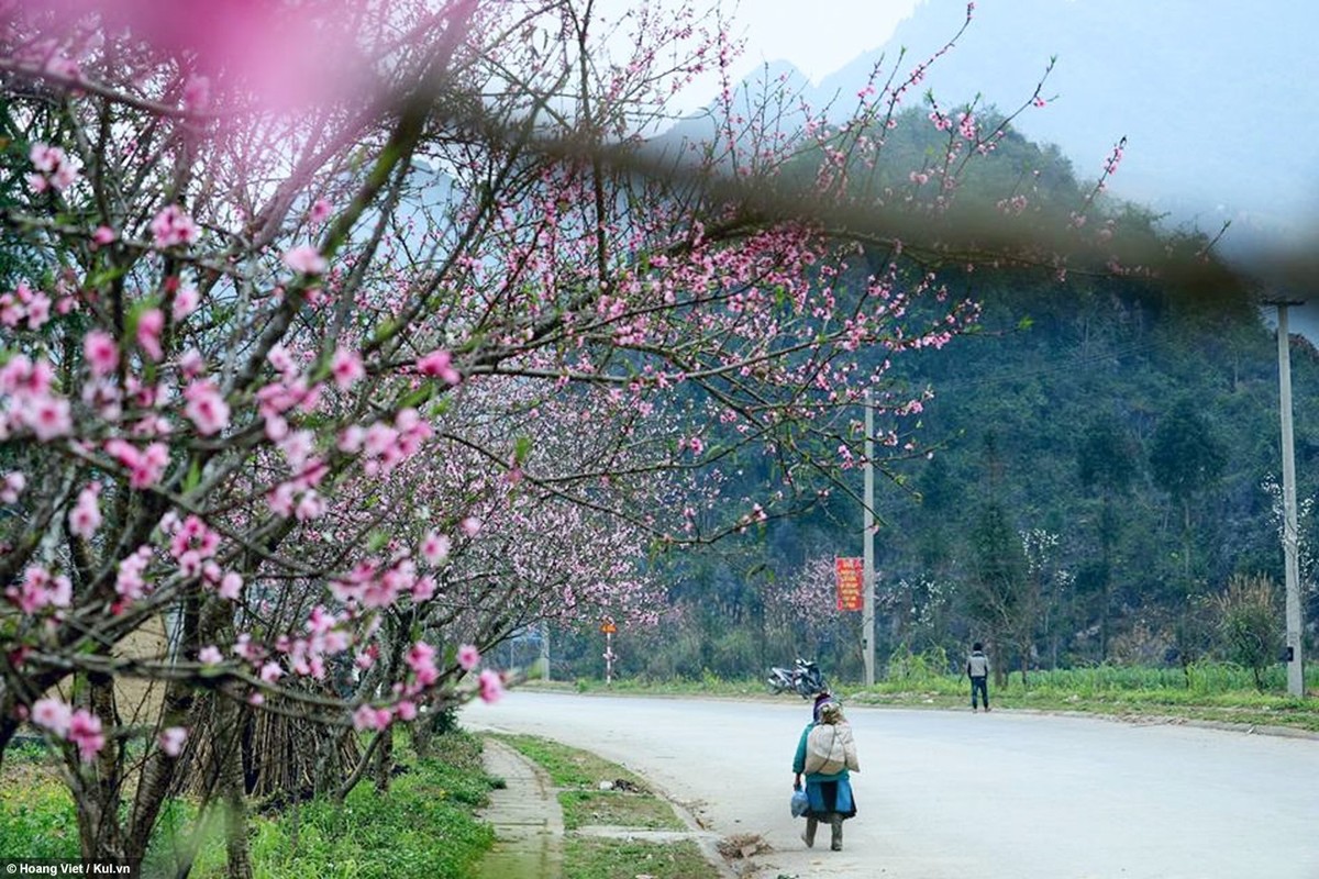 Ha Giang: Hoa dao, hoa man no khap cao nguyen-Hinh-5