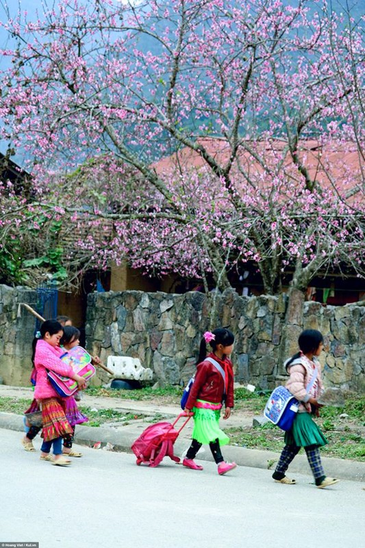 Ha Giang: Hoa dao, hoa man no khap cao nguyen-Hinh-9