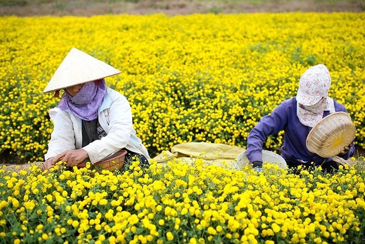 2 canh dong hoa vang ruc dip cuoi nam, la diem hen ly tuong cho nhung ngay nghi Tet Duong lich sap toi-Hinh-3