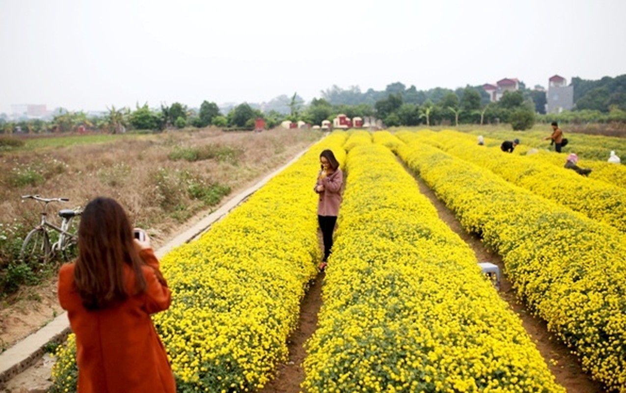 2 canh dong hoa vang ruc dip cuoi nam, la diem hen ly tuong cho nhung ngay nghi Tet Duong lich sap toi-Hinh-5