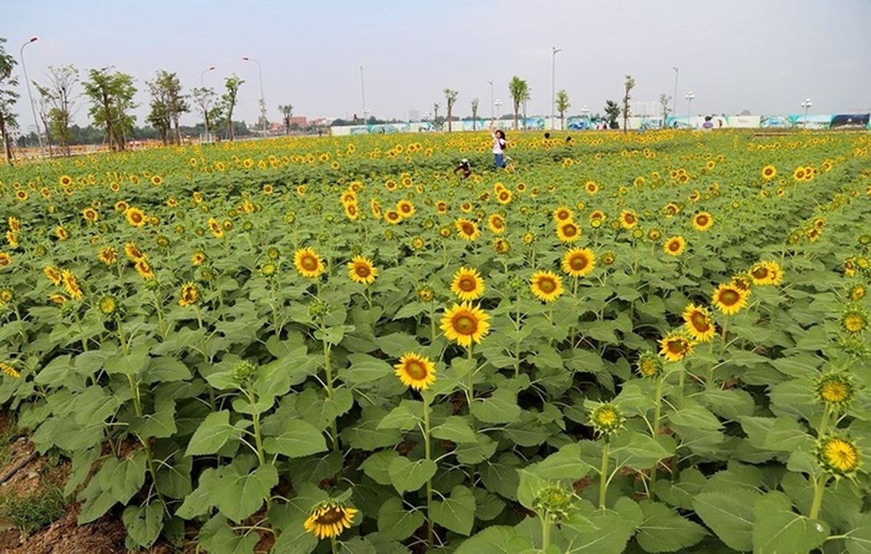 2 canh dong hoa vang ruc dip cuoi nam, la diem hen ly tuong cho nhung ngay nghi Tet Duong lich sap toi-Hinh-7