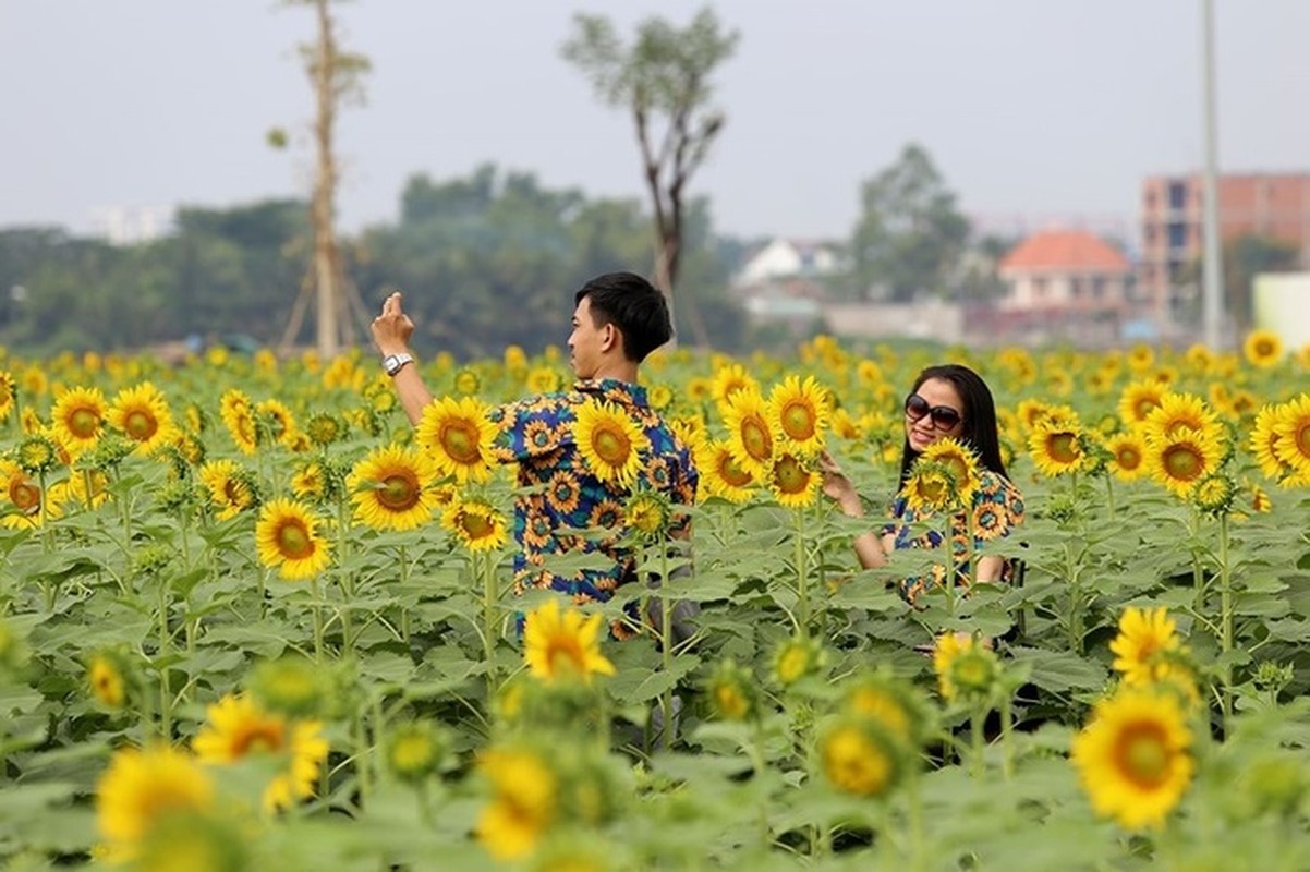 2 canh dong hoa vang ruc dip cuoi nam, la diem hen ly tuong cho nhung ngay nghi Tet Duong lich sap toi-Hinh-9