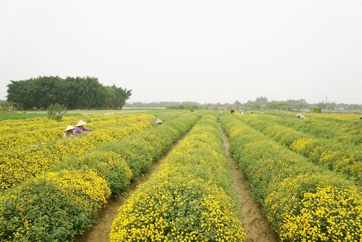 2 canh dong hoa vang ruc dip cuoi nam, la diem hen ly tuong cho nhung ngay nghi Tet Duong lich sap toi