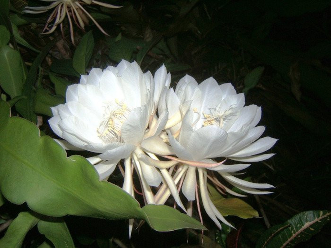Chiem nguong nhung loai hoa dep va quy hiem bac nhat hanh tinh-Hinh-8