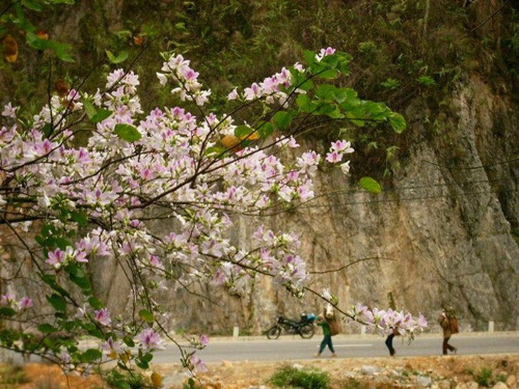 9 con duong hoa dep nhát Viẹt Nam, say long gioi tre-Hinh-5