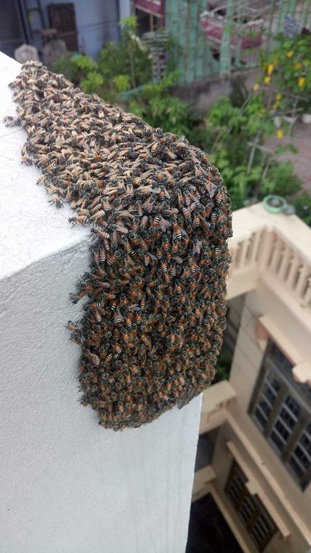 Thich nuoi ong trong phong khach, thanh nien khien khong ai dam gan-Hinh-10
