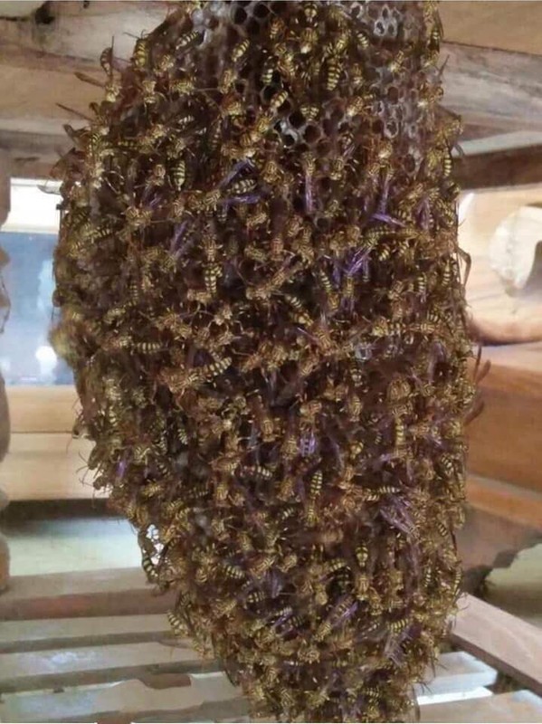 Thich nuoi ong trong phong khach, thanh nien khien khong ai dam gan-Hinh-2