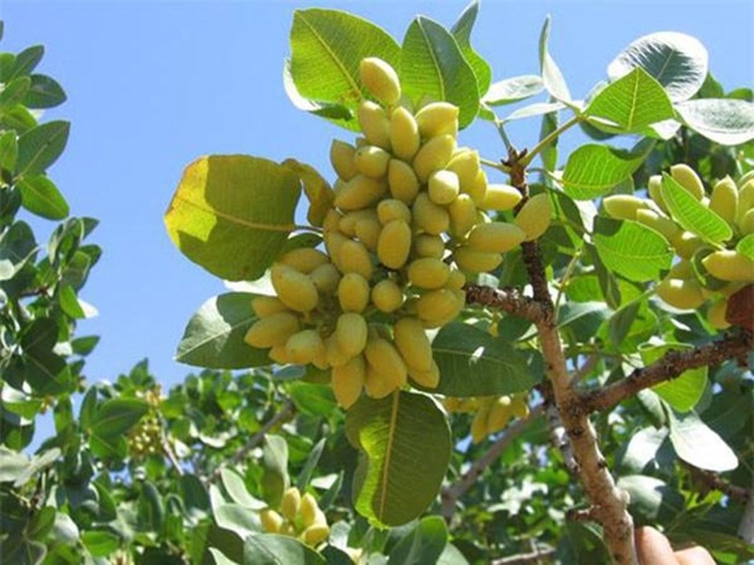 Cay song 300 nam, hat khi chin “tu bat cuoi”, quy nhu vang