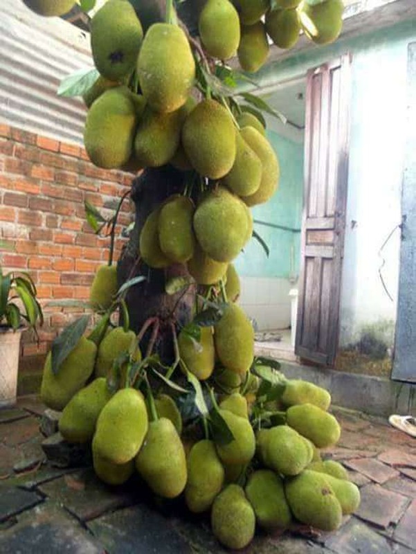 Khoe cay mit “sieu man” kho chu nhan ve toan cau hoi 