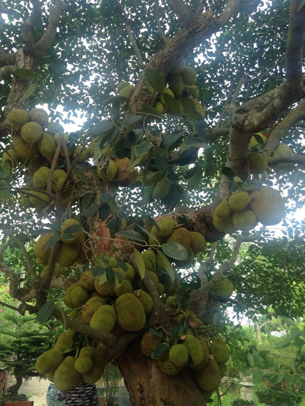 Khoe cay mit “sieu man” kho chu nhan ve toan cau hoi 