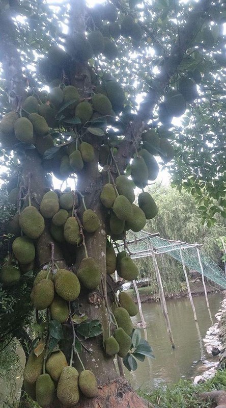 Khoe cay mit “sieu man” kho chu nhan ve toan cau hoi 