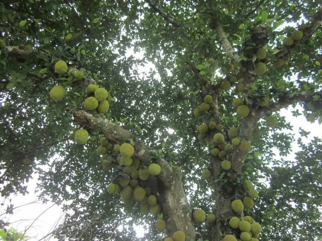 Khoe cay mit “sieu man” kho chu nhan ve toan cau hoi 