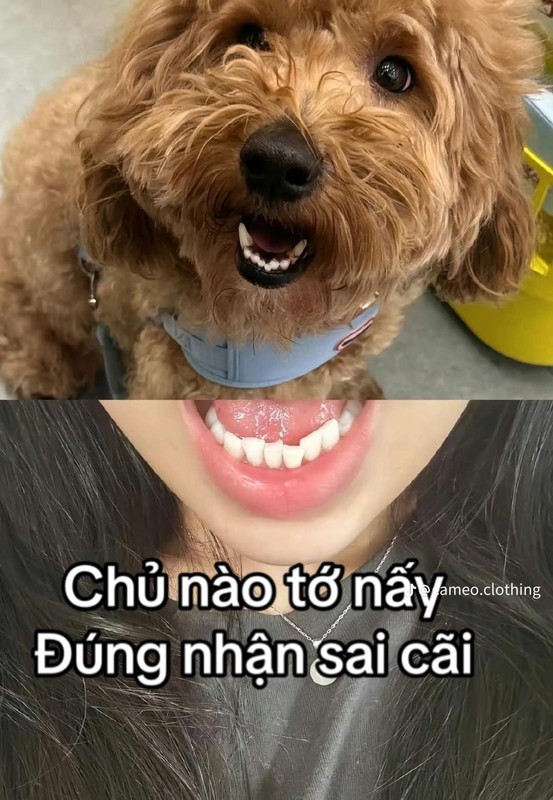 Loat anh minh chung “chu nao cho nay” khien ai cung buon cuoi