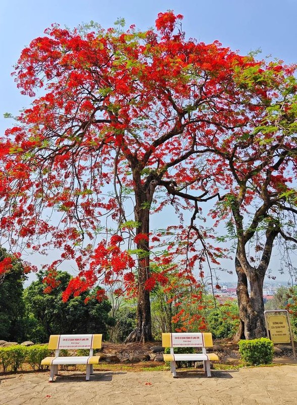 View - 	Mê mẩn cây phượng vĩ thắp lửa trên Đồi A1 Điện Biên Phủ  