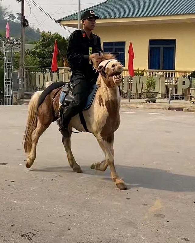 Chu ngua voi guong mat hai huoc noi nhat le dieu binh Dien Bien-Hinh-2